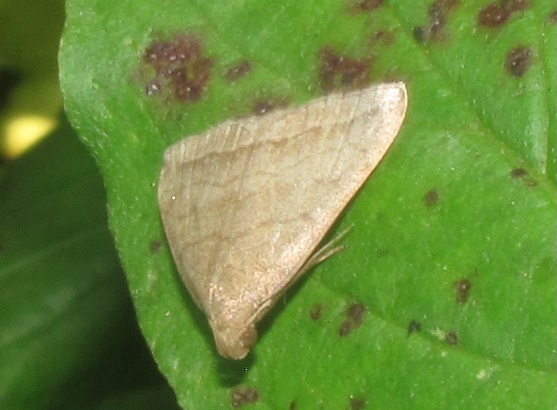 Herminia tarsipennalis (Erebidae)? Herminia sp.